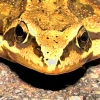 amphibian says "goodbye" to dying ecosystem