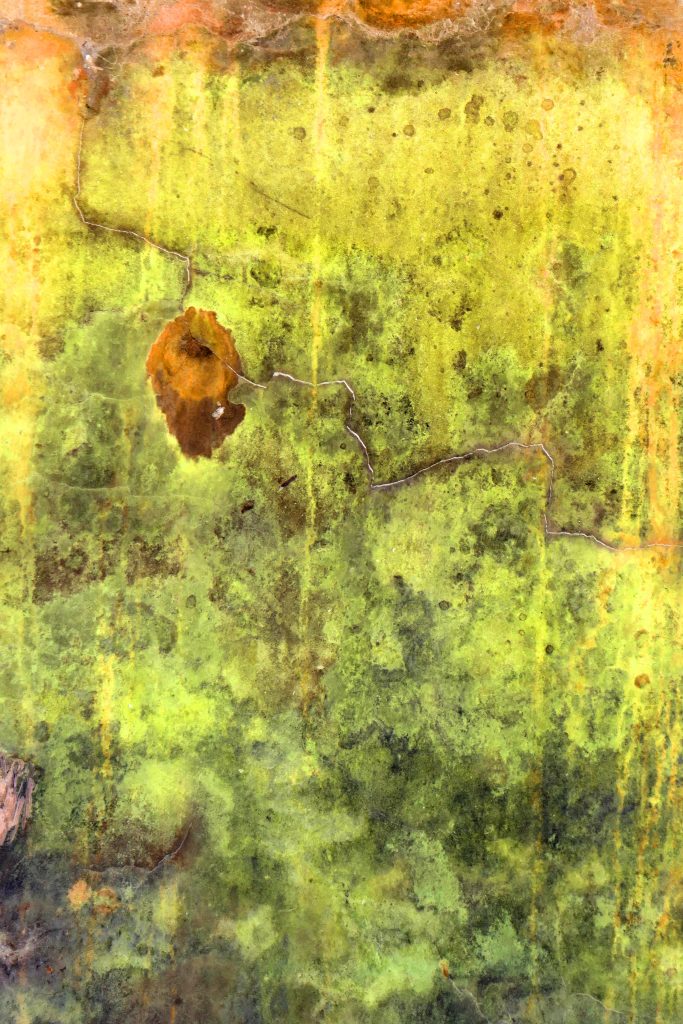 orange blotch on lemon and lime