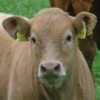 in the autumn the coos go brown